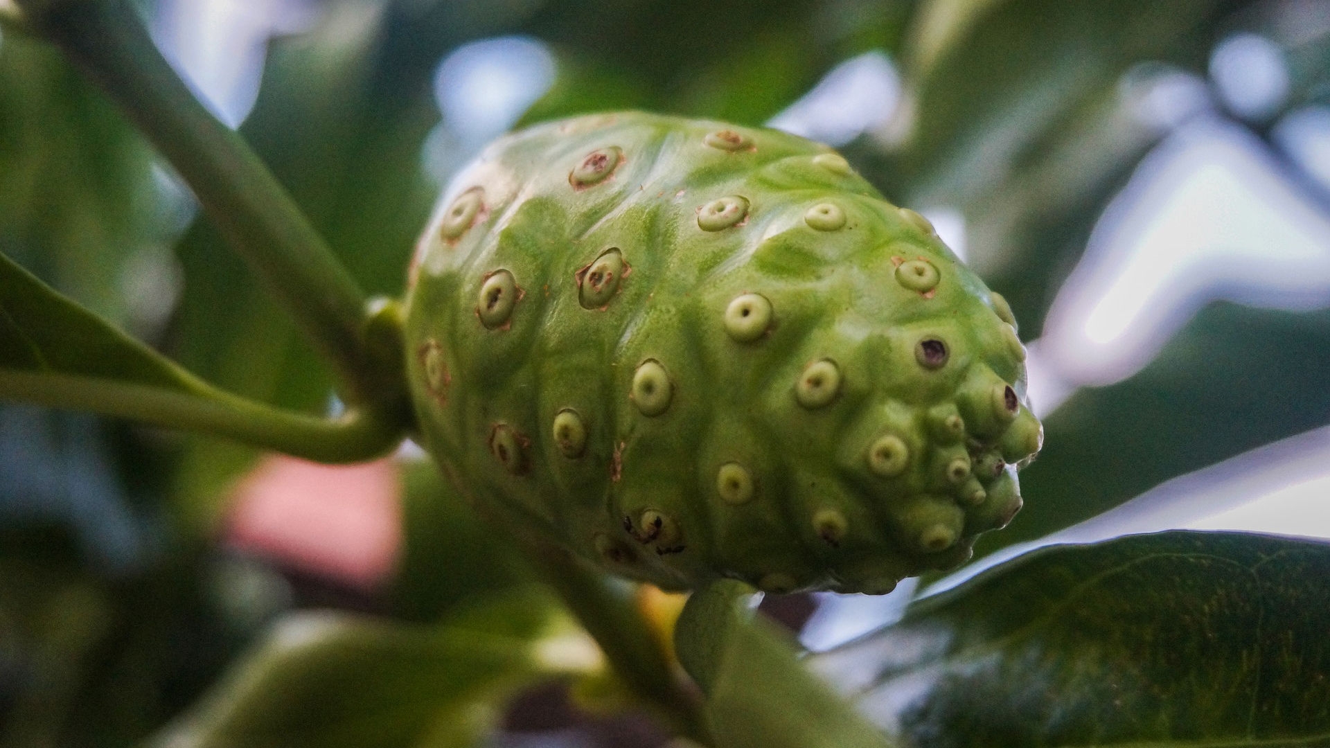 Noni fruit berry superfood